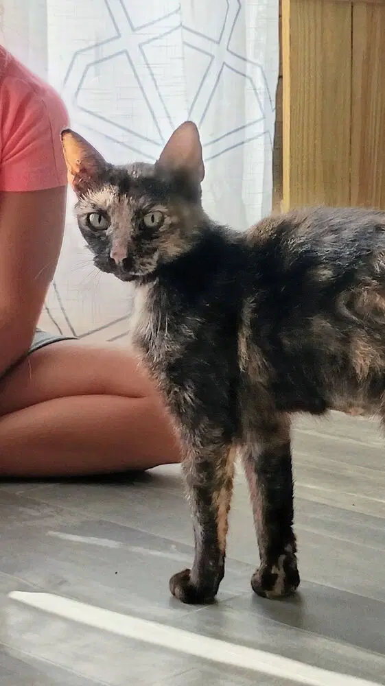 Miss Calico image 2