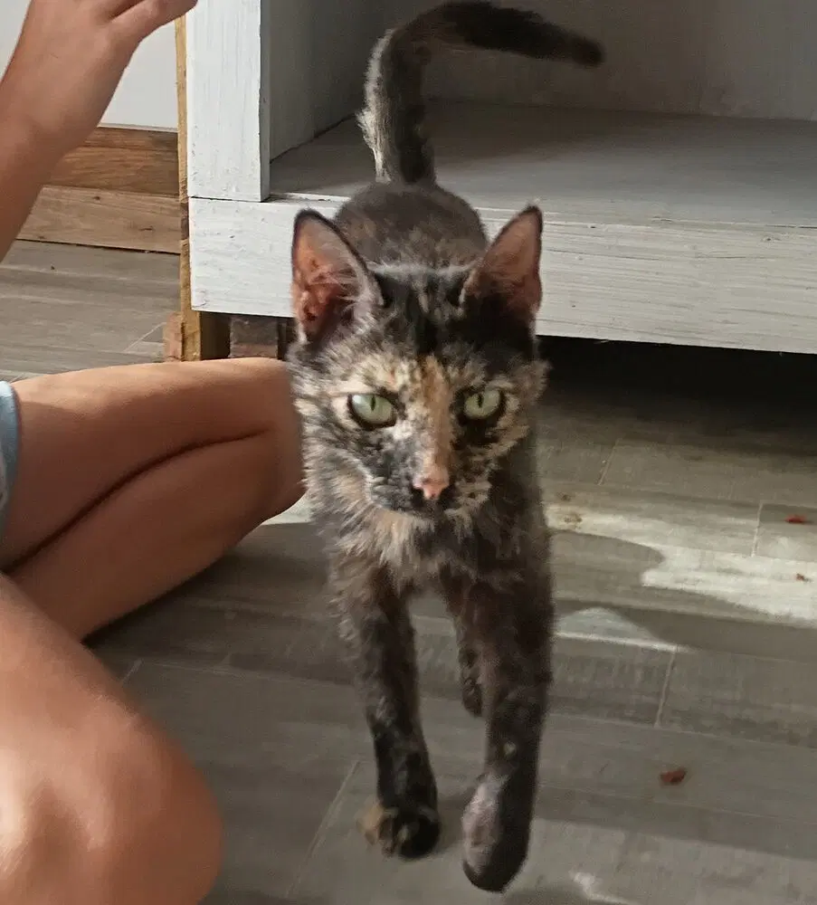Miss Calico image 3