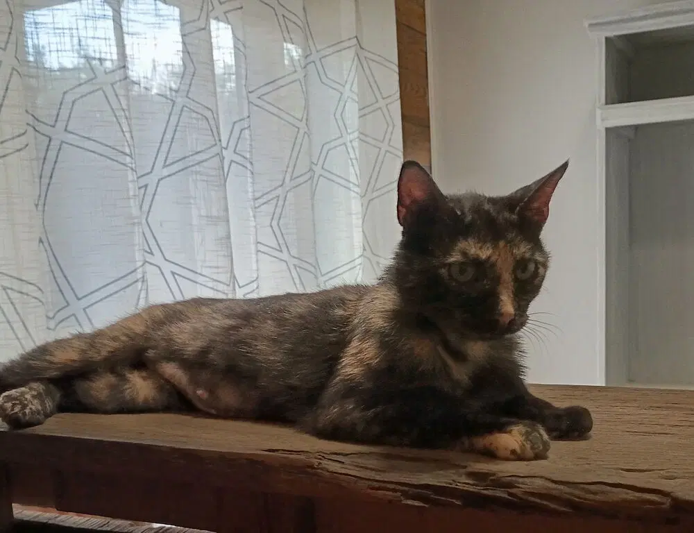Miss Calico image 4