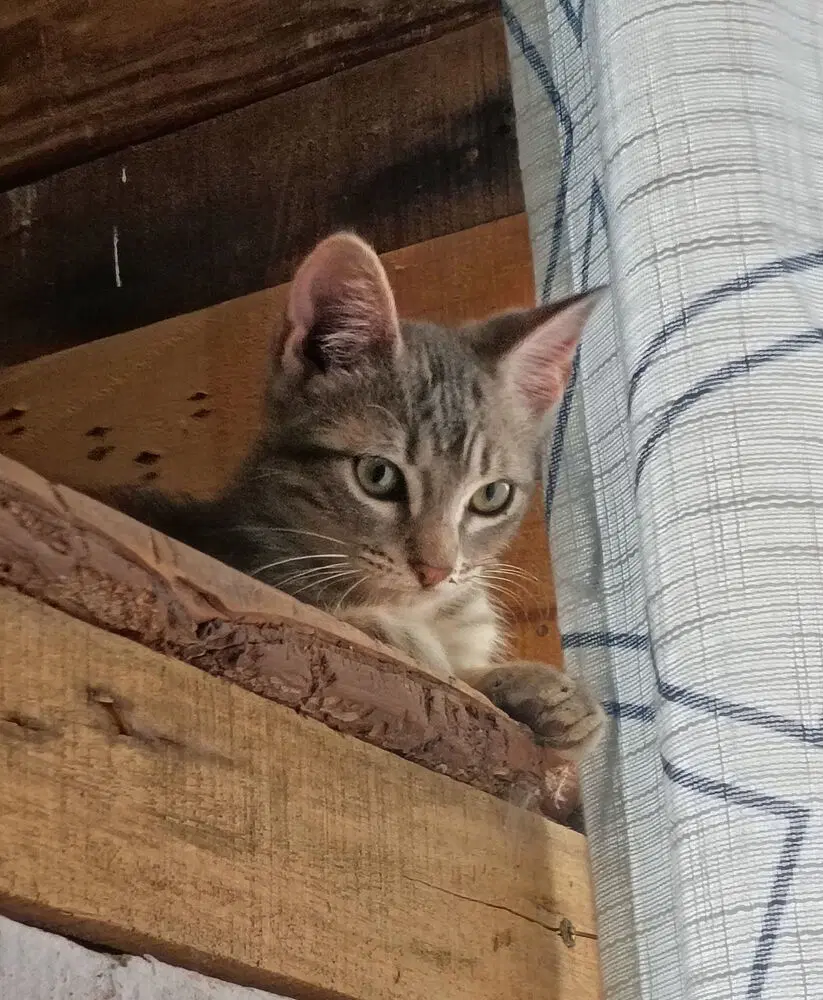 Smokey - Domestic Short Hair