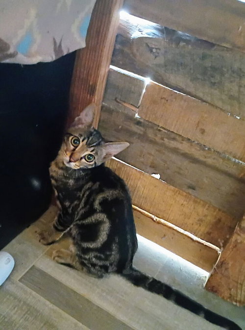picture of the cat needing adoption