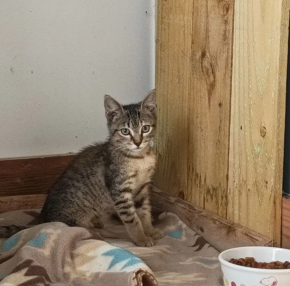 Tater Tot - Domestic Short Hair
