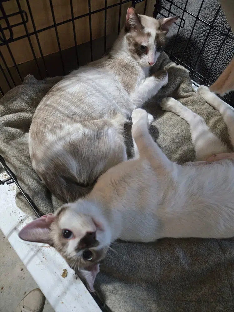 Chardonnay And Rose Bonded Pair - Siamese