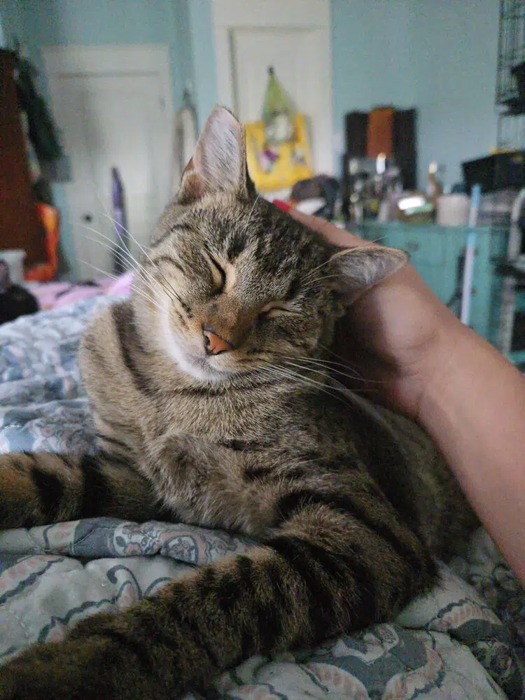 Reeses - Domestic Short Hair