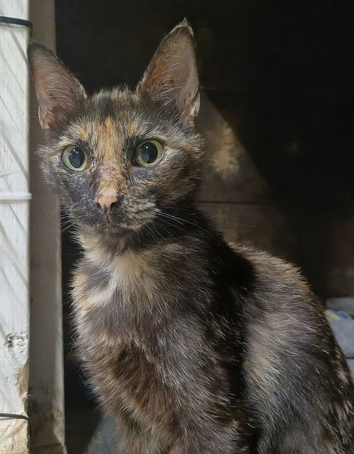picture of the cat needing adoption