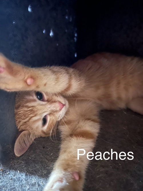 picture of the cat needing adoption