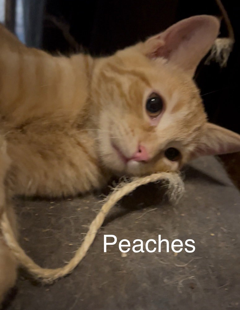 Peaches, photo 2