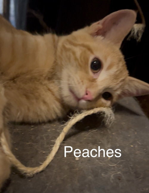 Photo 2 of Peaches