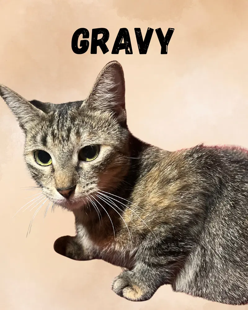 Gravy - Domestic Short Hair