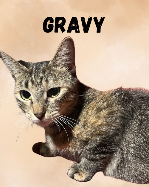 picture of the cat needing adoption