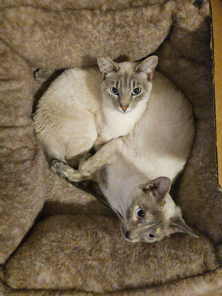 Kimmie & Kara (bonded pair)