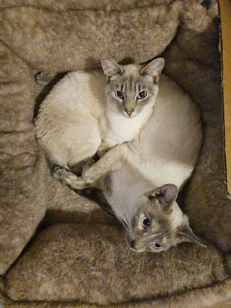 Kimmie  Kara Bonded Pair - Siamese