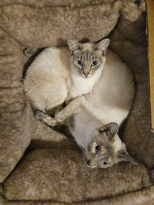 Kimmie & Kara (bonded pair), a cat for adoption from ArkanPaws Animal Rescue