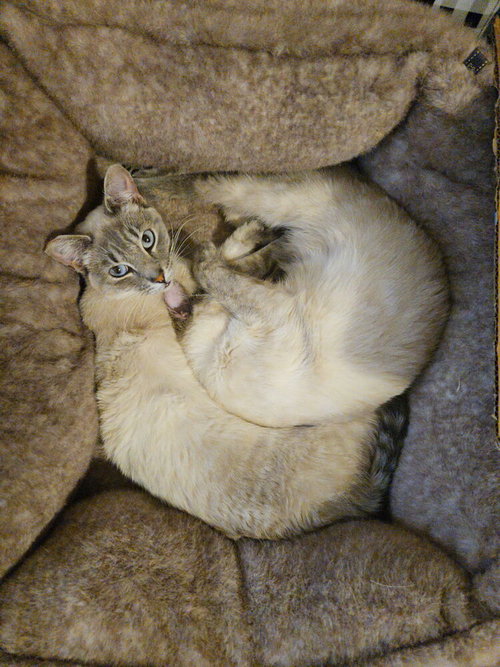 Photo 2 of Kimmie & Kara (bonded pair)