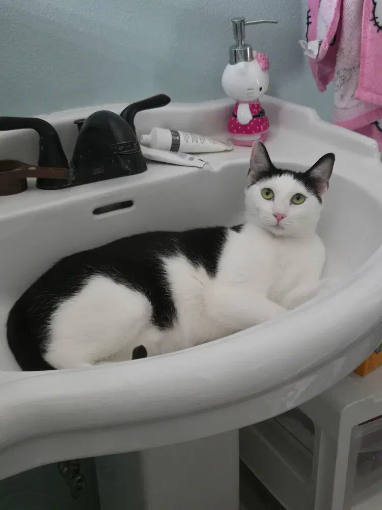 Thor - Domestic Short Hair