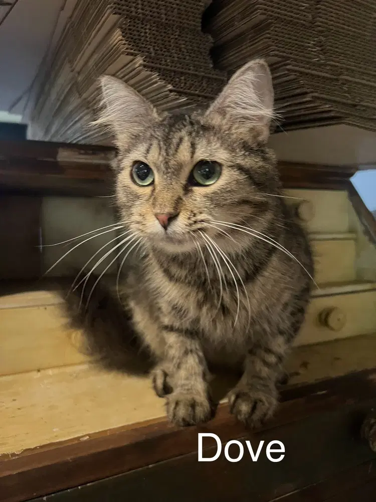 Dove - Domestic Long Hair
