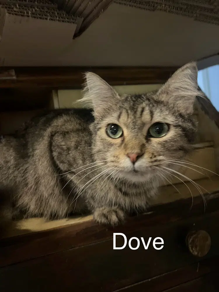 Dove image 2