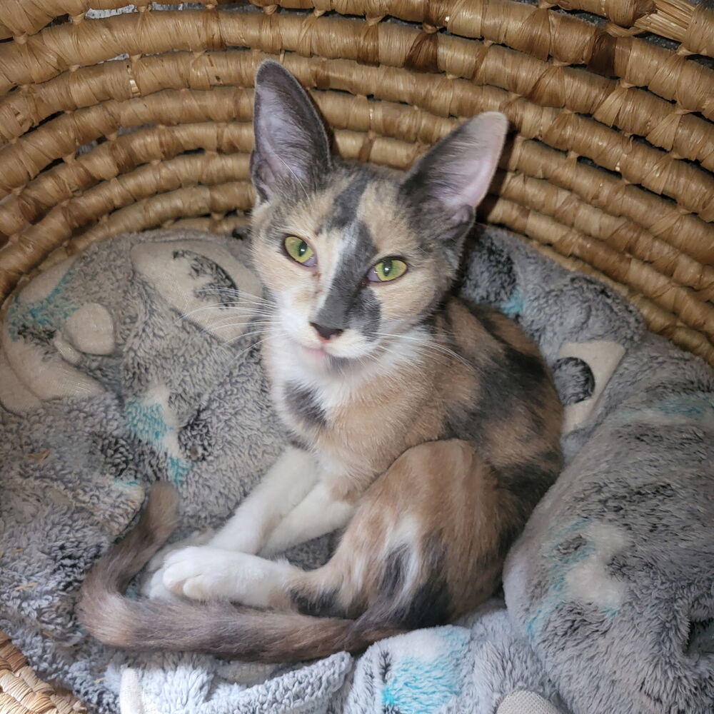 Penny