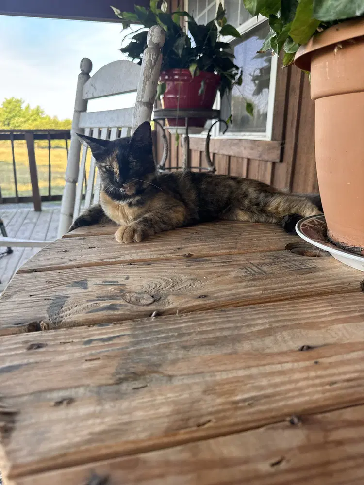 Indy - Domestic Short Hair