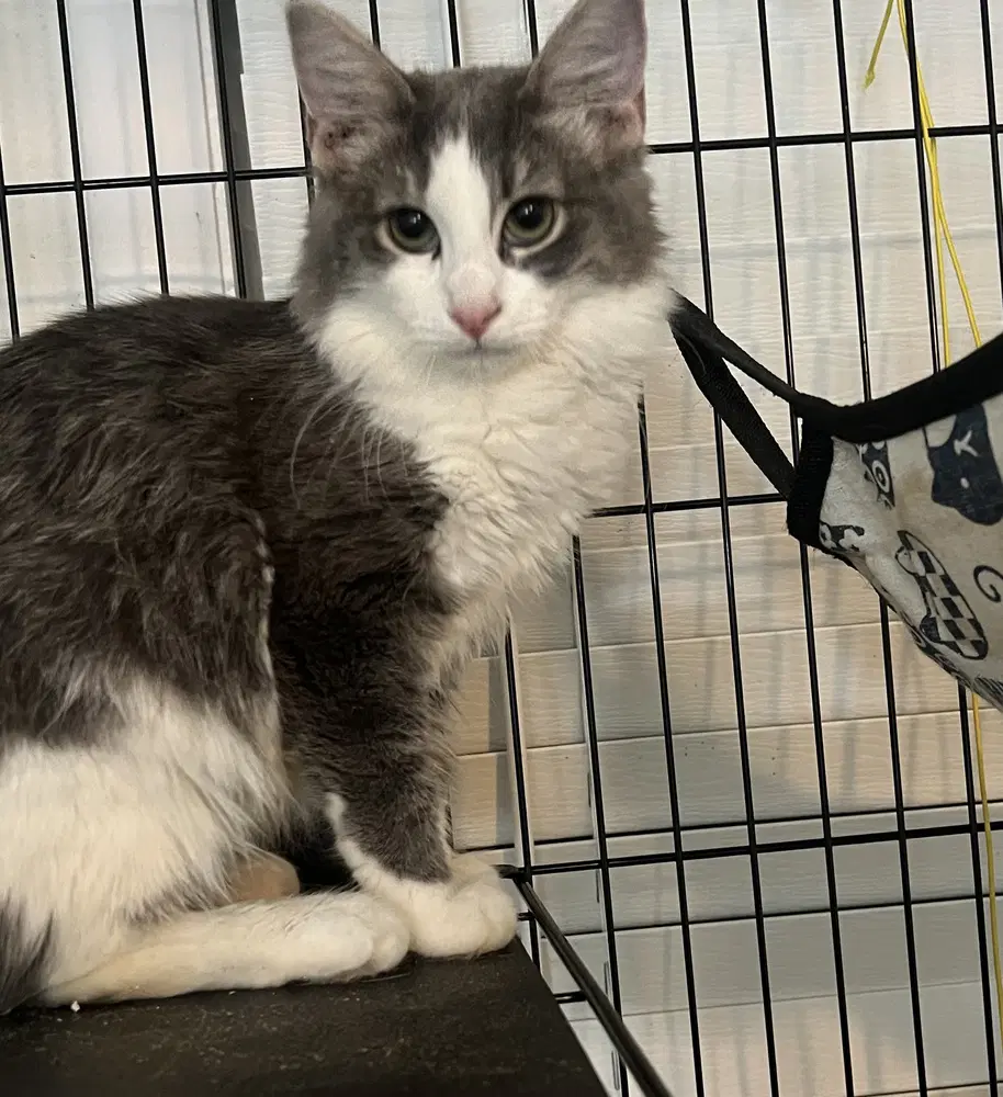 Cookie - Domestic Medium Hair