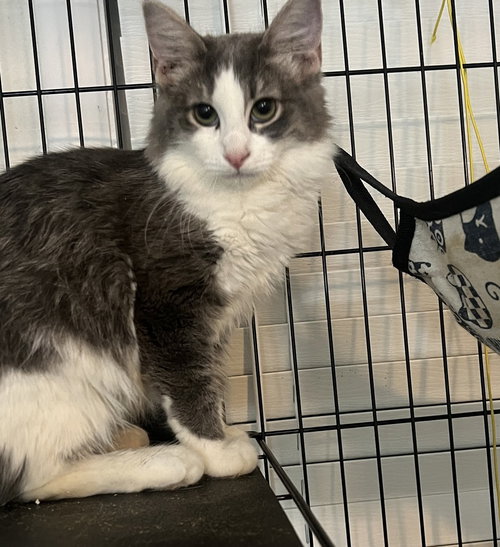 picture of the cat needing adoption