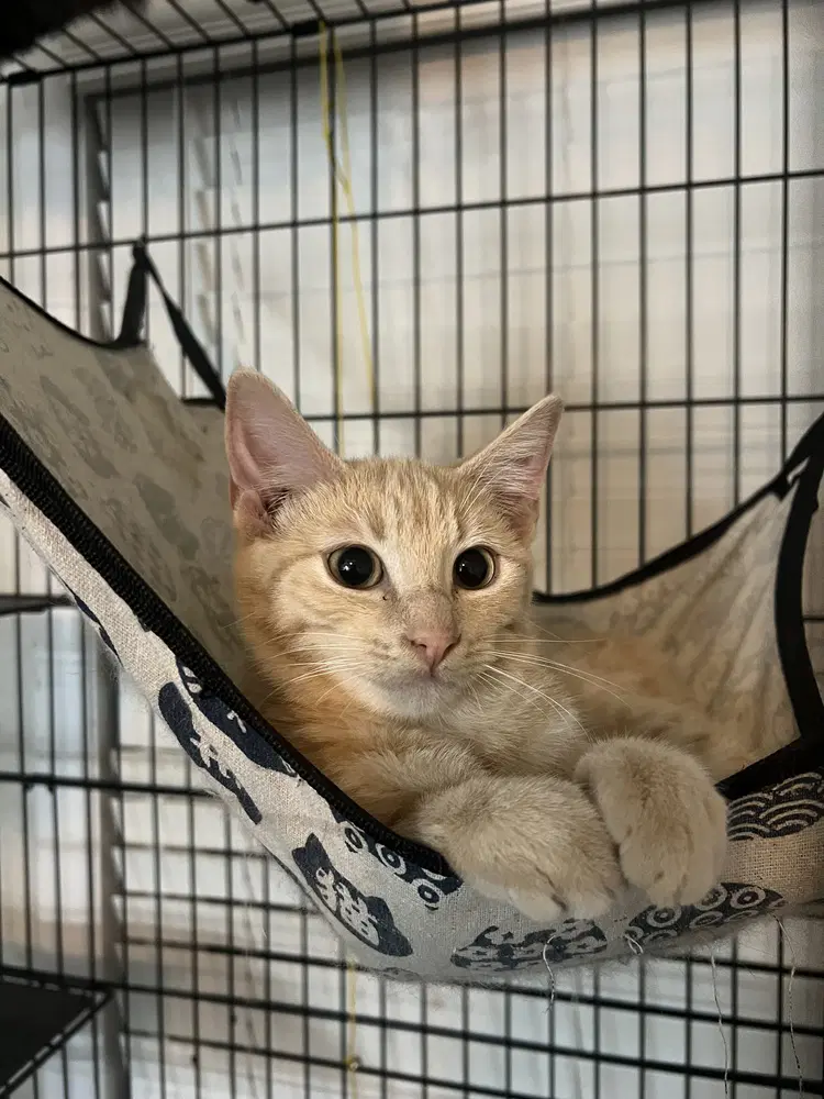 Biscuit - Domestic Short Hair