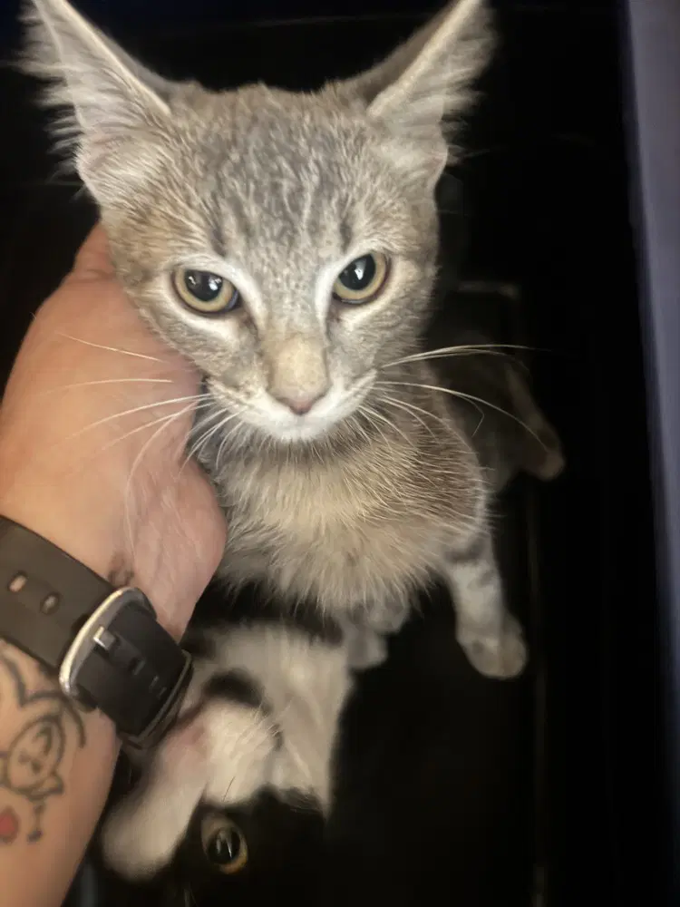 Lacey - Domestic Short Hair