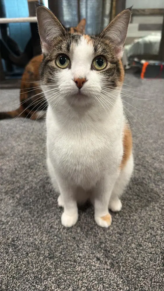 Star - Calico