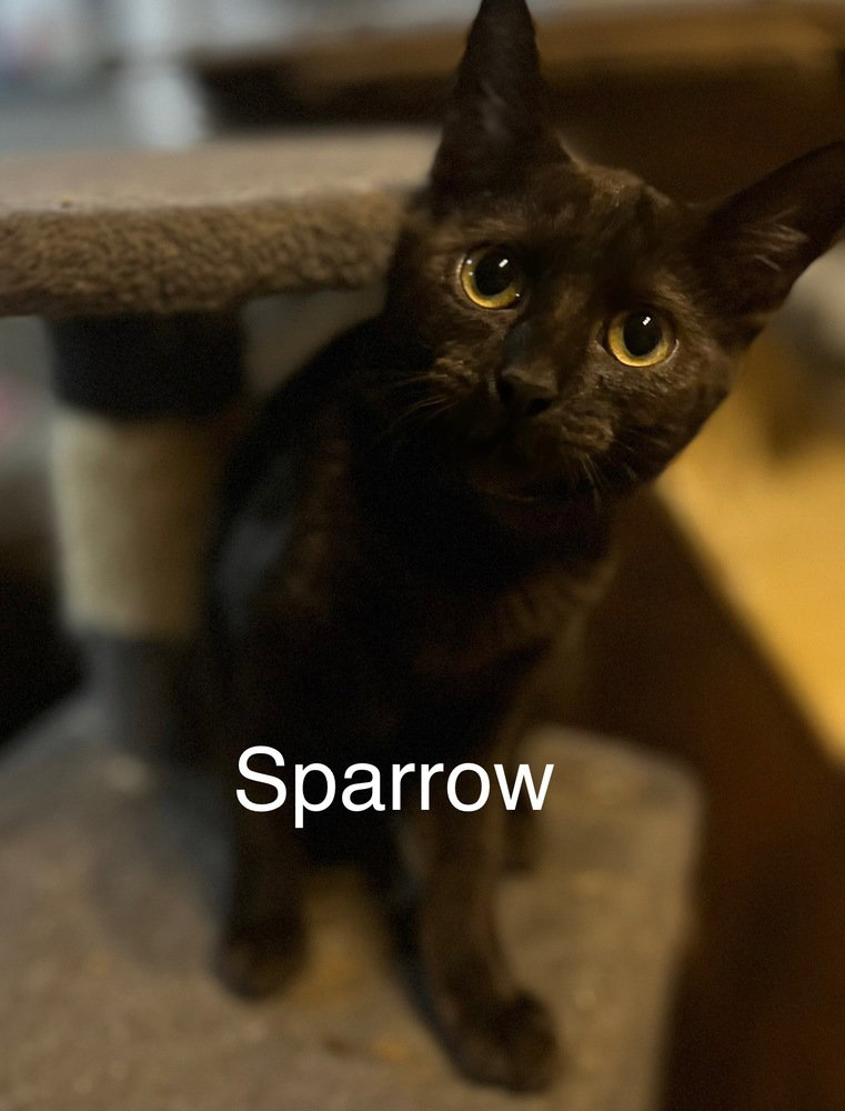 Sparrow