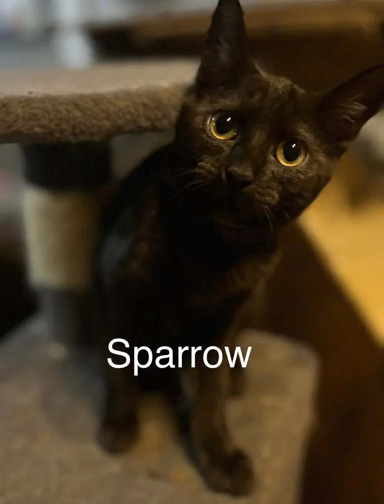 Sparrow image 1
