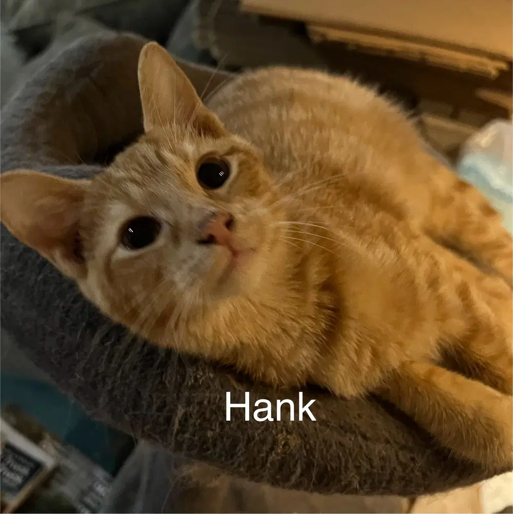 Hank - Domestic Short Hair