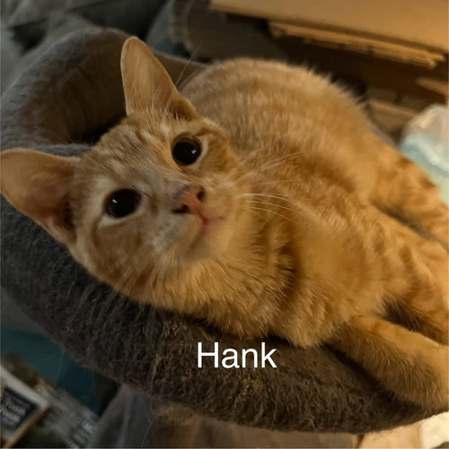 Hank
