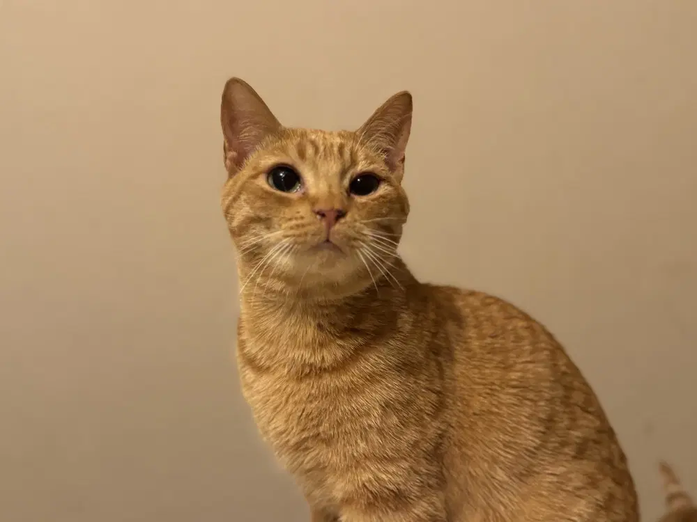 Cheez- It - Domestic Short Hair