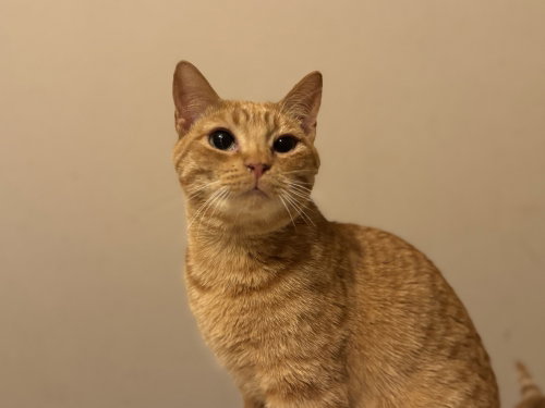 Cheez- It, a cat for adoption from ArkanPaws Animal Rescue