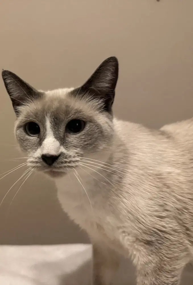 Diamond - Siamese