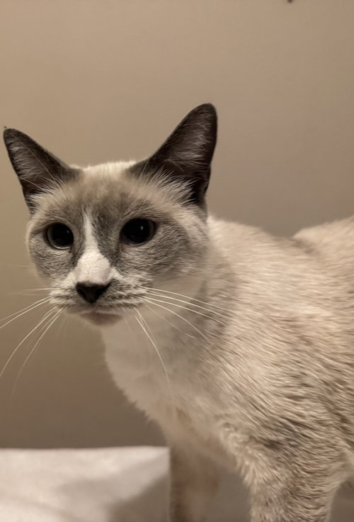 Diamond, a cat for adoption from ArkanPaws Animal Rescue