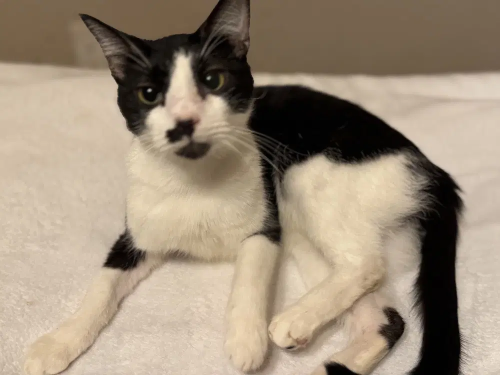 Moostache - Domestic Short Hair