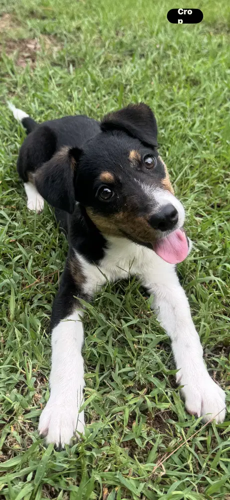 Zelda - Terrier