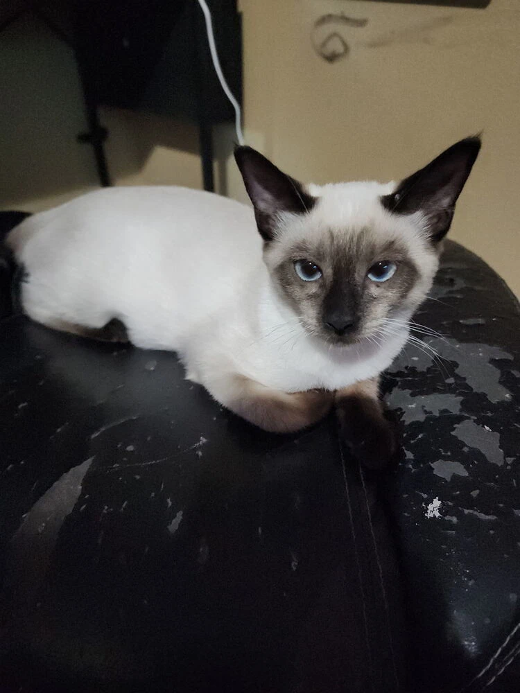 Princess