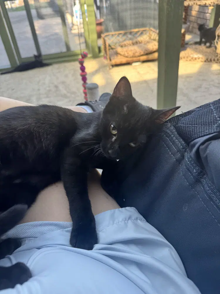 Monica - Domestic Short Hair