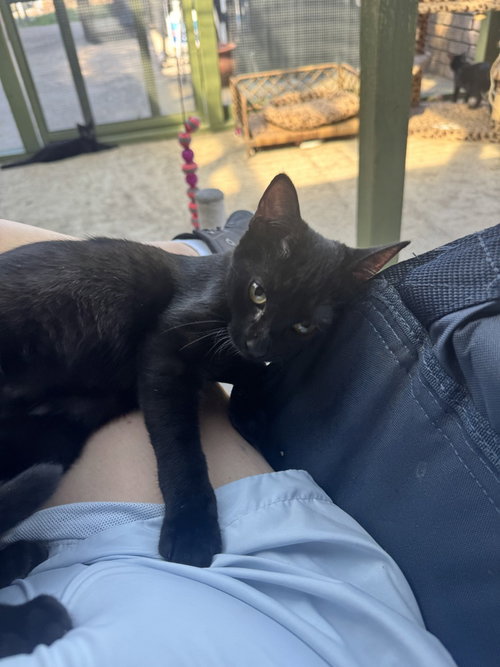 Monica, a cat for adoption from ArkanPaws Animal Rescue