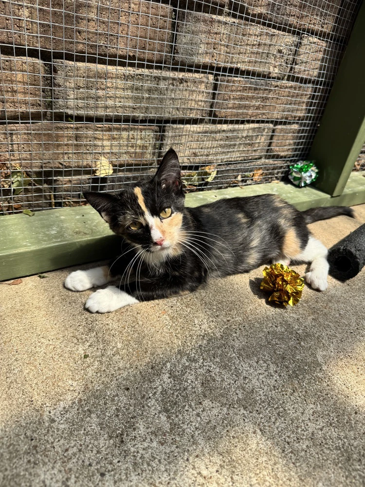 Phoebe