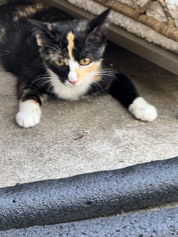 Phoebe image 2
