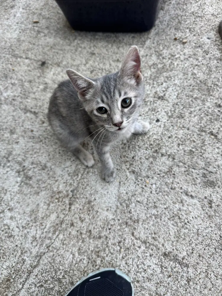 Praline - Domestic Short Hair