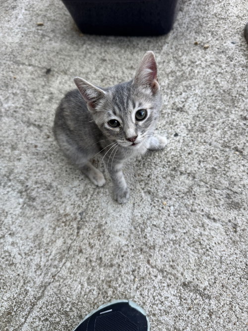 Praline, a cat for adoption from ArkanPaws Animal Rescue