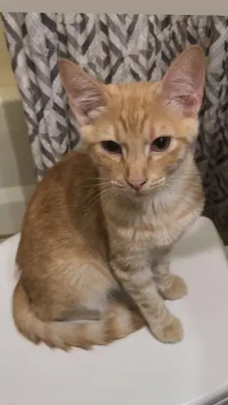 Oliver - Domestic Short Hair