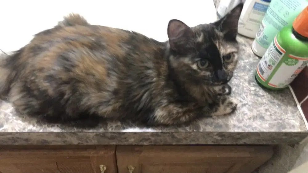 Chai - Domestic Short Hair