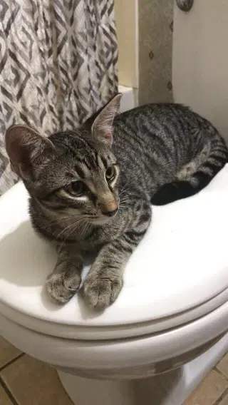 Beast - Domestic Short Hair