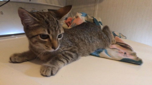 Shorty, a cat for adoption from ArkanPaws Animal Rescue
