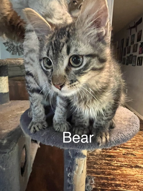 Bear, a cat for adoption from ArkanPaws Animal Rescue
